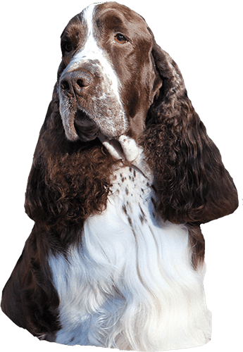 Englanninspringerspanieli trimmattuna – turun trimmauspalvelu