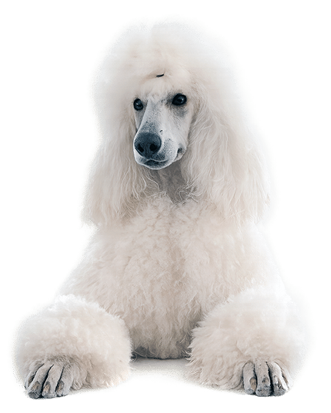 Isovillakoira trimmattuna – turun trimmauspalvelu, koiran trimmaus turussa