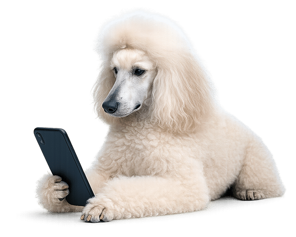 Villakoira selaa puhelinta ja kutsuu seuraamaan turun trimmauspalvelua somessa.