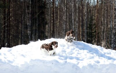 Miksi koiran trimmaaminen on erityisen tärkeää talvisin?