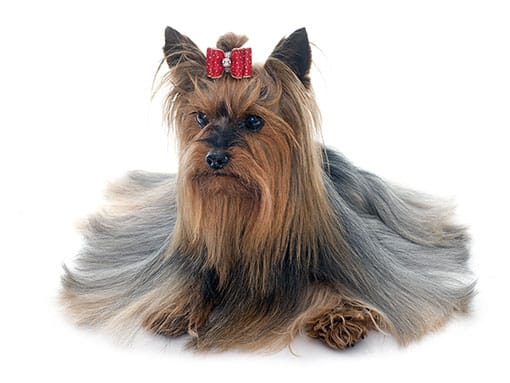 Koiran trimmaus turussa – turun trimmauspalvelu