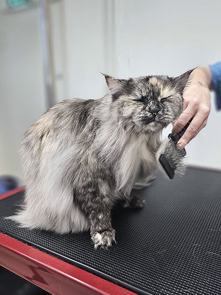 Pitkäkarvaisen kissan turkin hoito trimmaamossa turussa