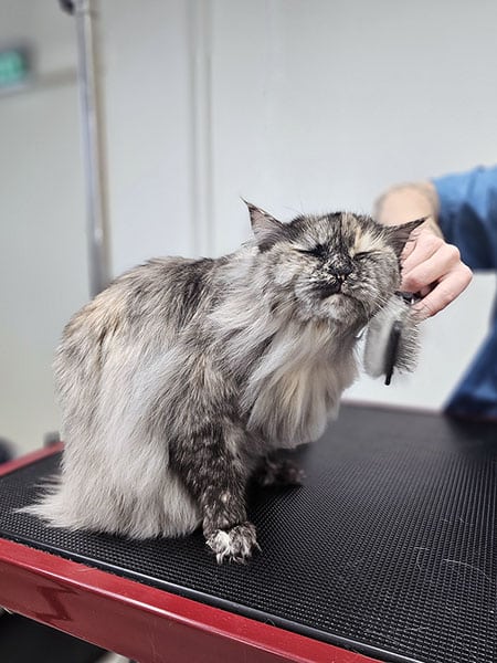 Kissan rauhallinen harjaus ja käsittely kissaan erikoistuneessa trimmaamossa turussa