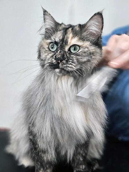 Jasmina trimmaa kissan turkkia rauhallisesti turun trimmauspalvelussa