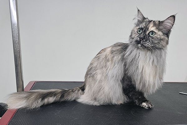 Kissan pesu ammattitrimmaajan tekemänä turussa