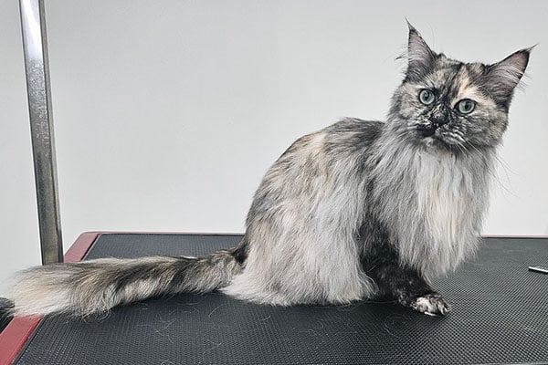 Pitkäkarvaisen kissan turkin hoito trimmaamossa turussa